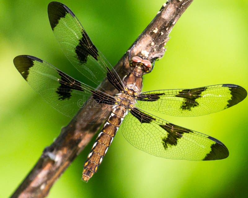 Wings dragonflies stock photos