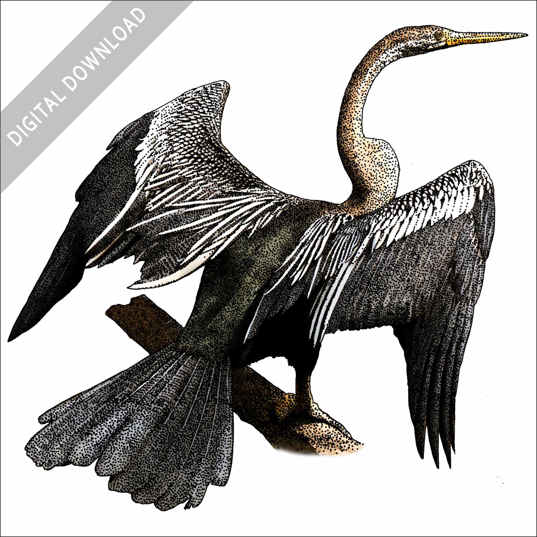 Stock art drawing of an oriental darter