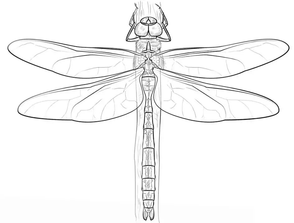 Yellow winged darter dragonfly coloring page