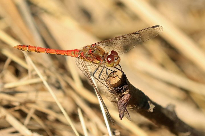 Common darter