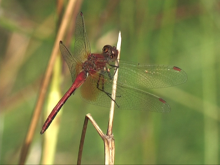 Birding and dragonfly videos