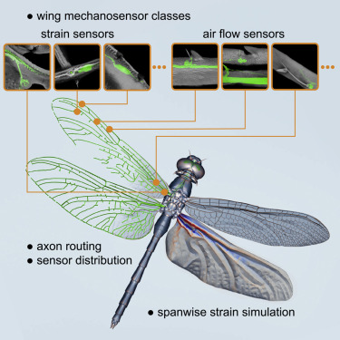 Systematic characterization of wing mechanosensors that monitor airflow and wing deformations