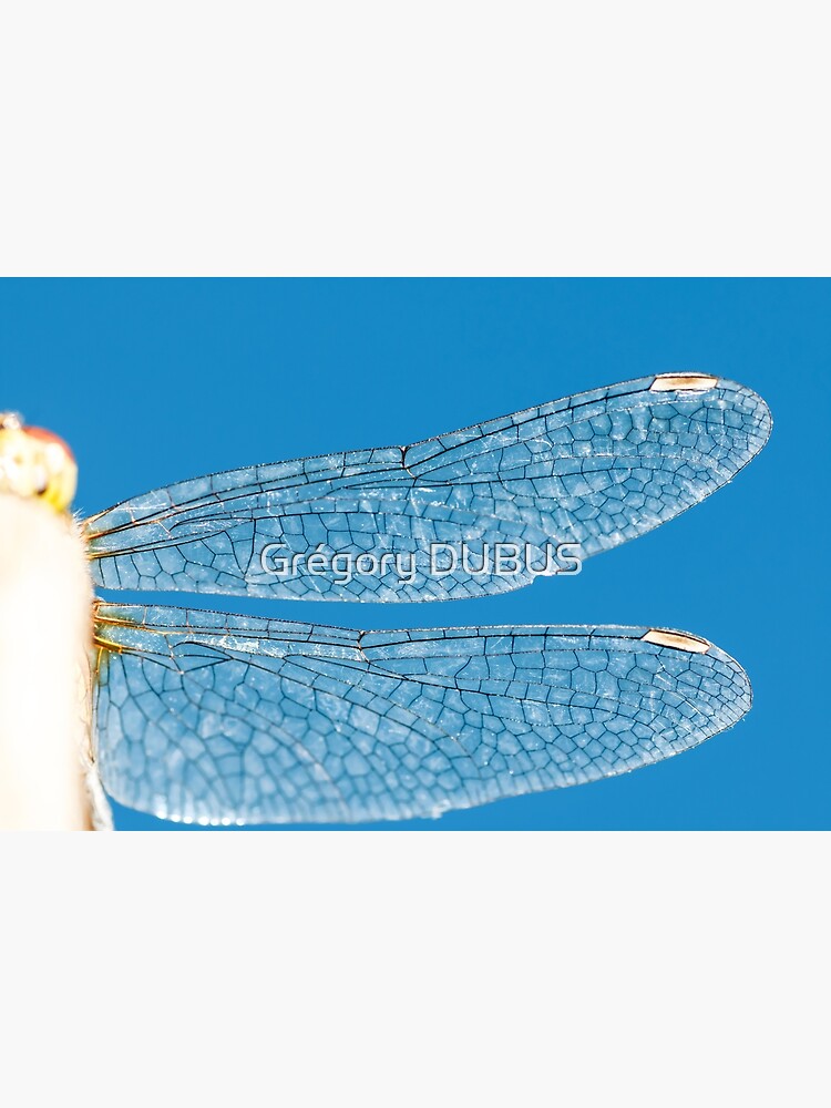 Beautiful transparent dragonfly insect wings macro taken on vibrant blue sky background in summer poster for sale by grãgory dubus