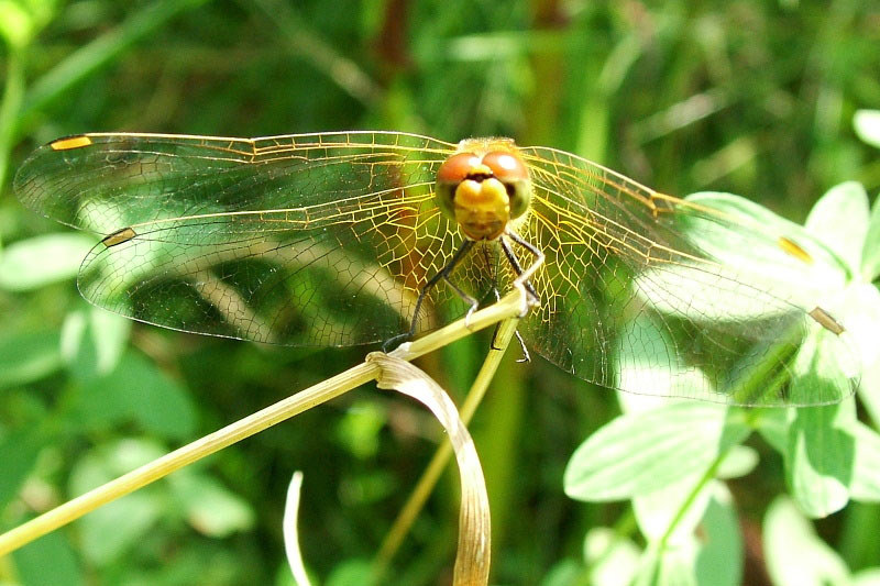 Sympetrum flaveolum