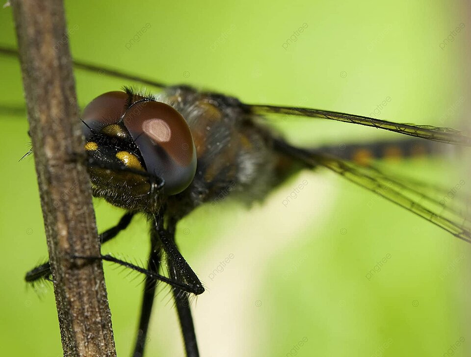 Close up of a mon darter dragonfly wildlife yellow bug photo background and picture for free download