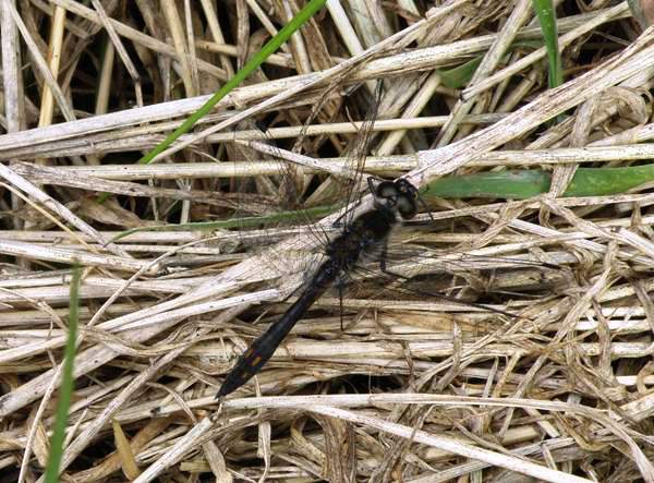 Sympetrum danae black darter dragonfly identification guide