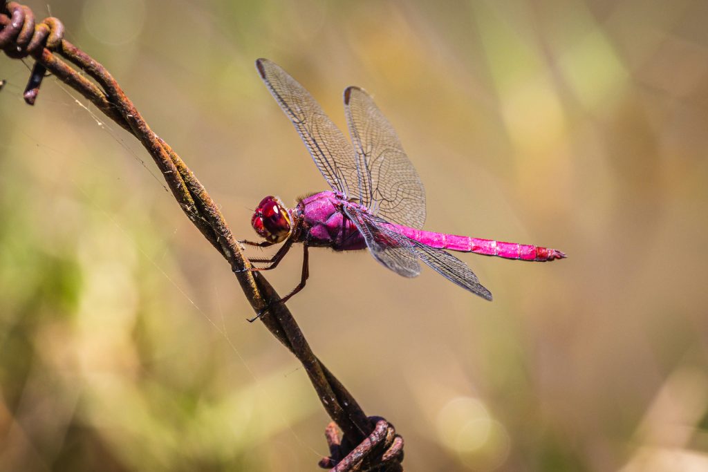 Dragonfly color symbolism different colors of dragonflies and their meanings