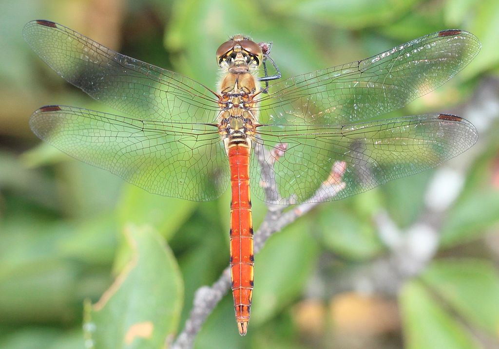 Filesympetrum frequens in mount gozaishojpg