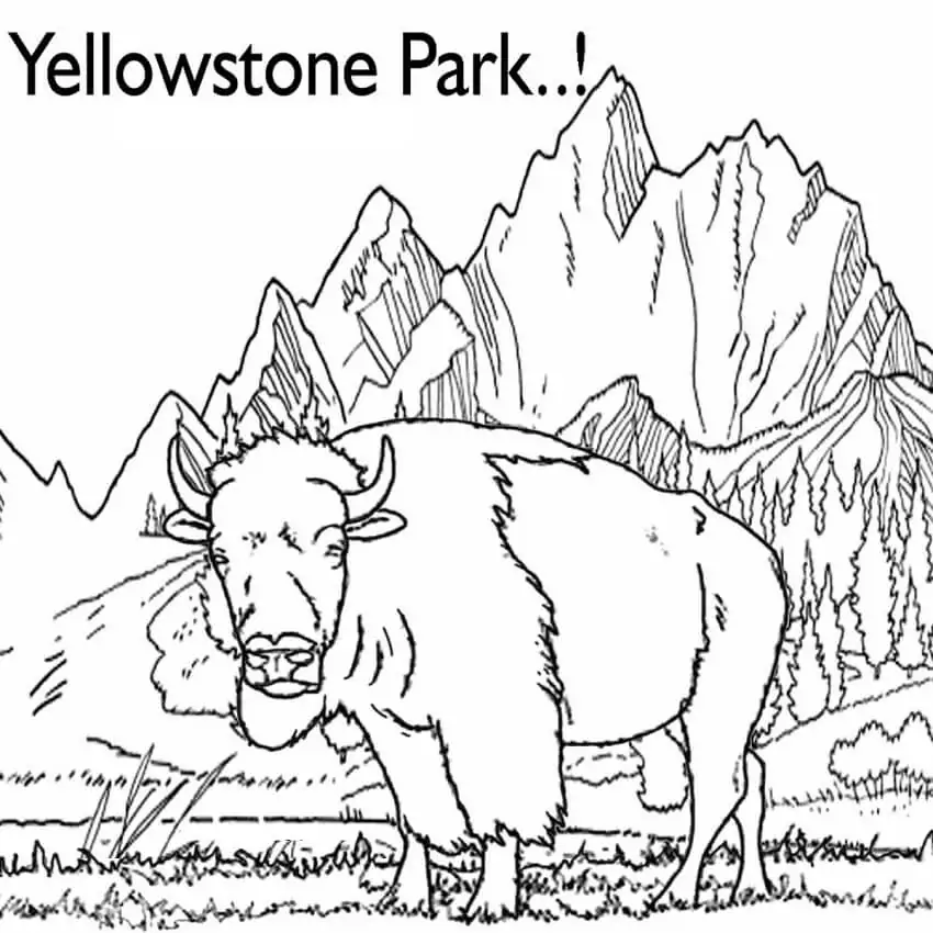 Yellowstone park bison fãrbung seite