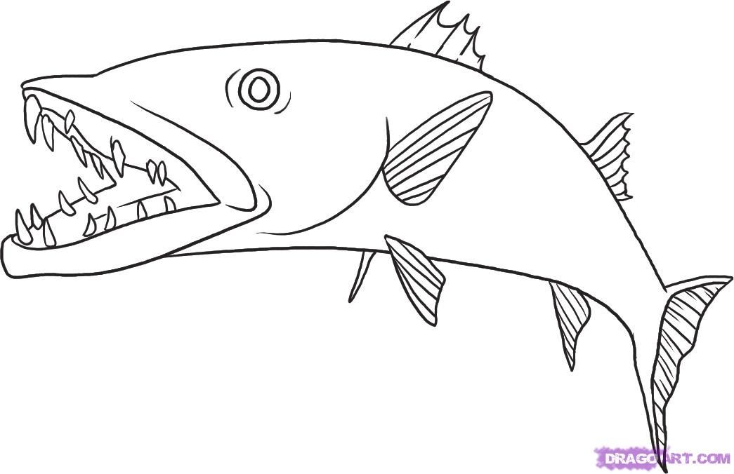 How to draw a barracuda step coloring pictures fish coloring page free coloring pages