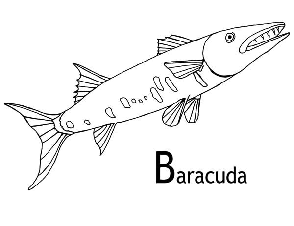Image result for barracuda fish coloring page coloring pages animal coloring pages