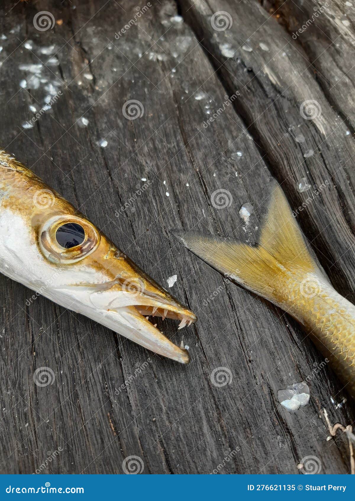 Yellowtail barracuda stock photos