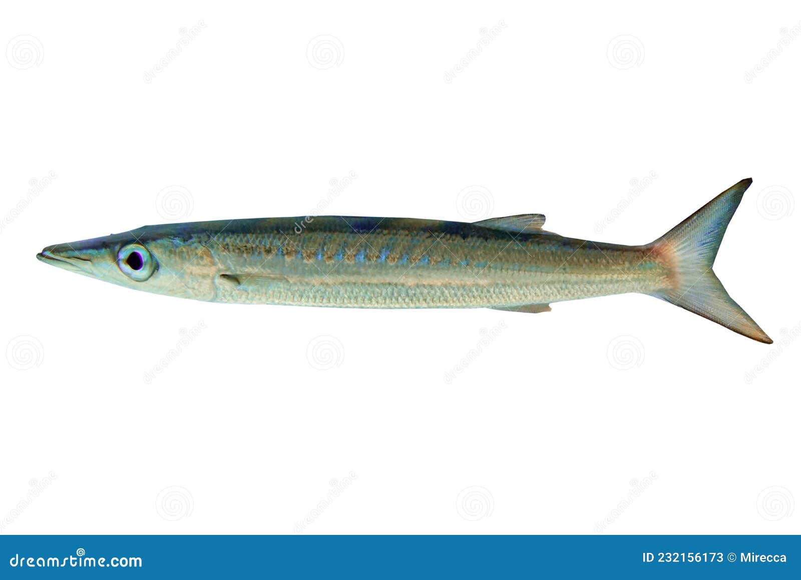 Yellowtail barracuda stock photos