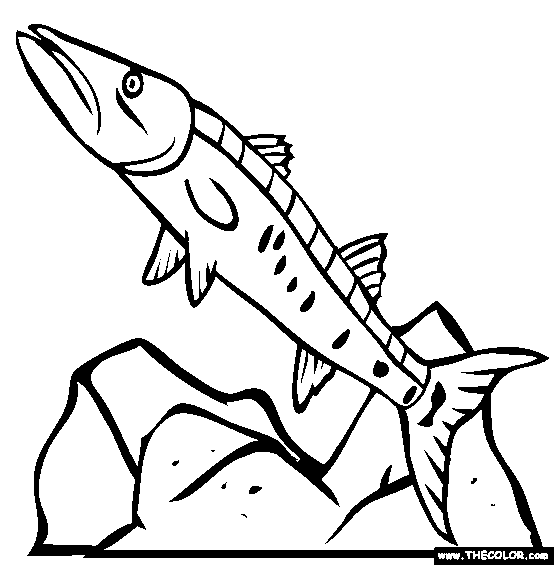 Great barracuda online coloring page online coloring pages coloring pages online coloring