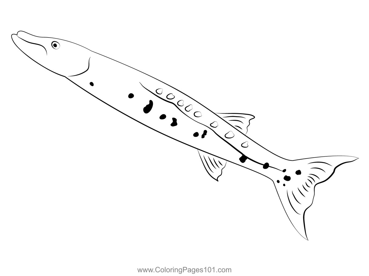 Barracuda long side coloring page coloring pages coloring pages for kids color