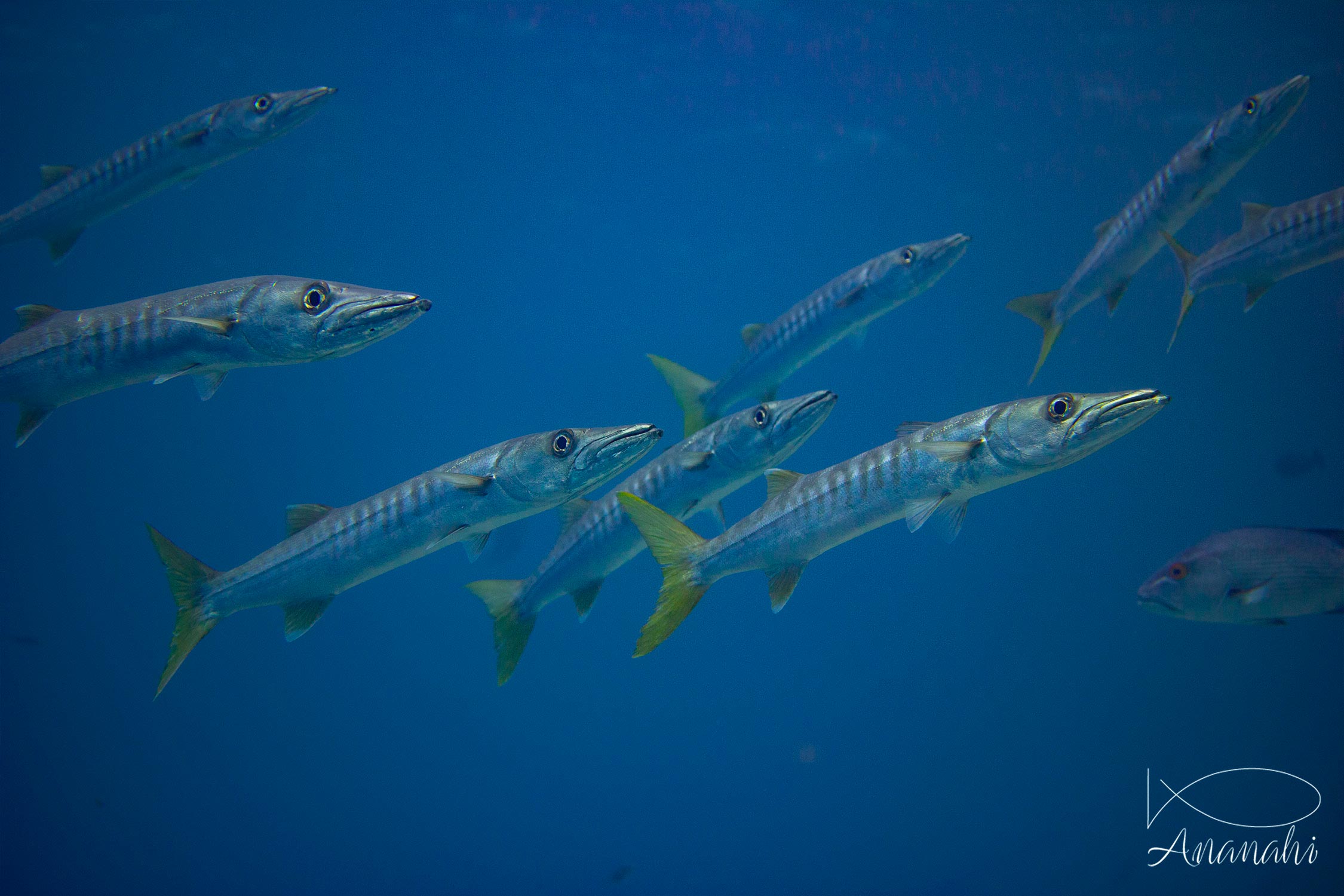 Yellowtail barracuda sphyraena flavicauda