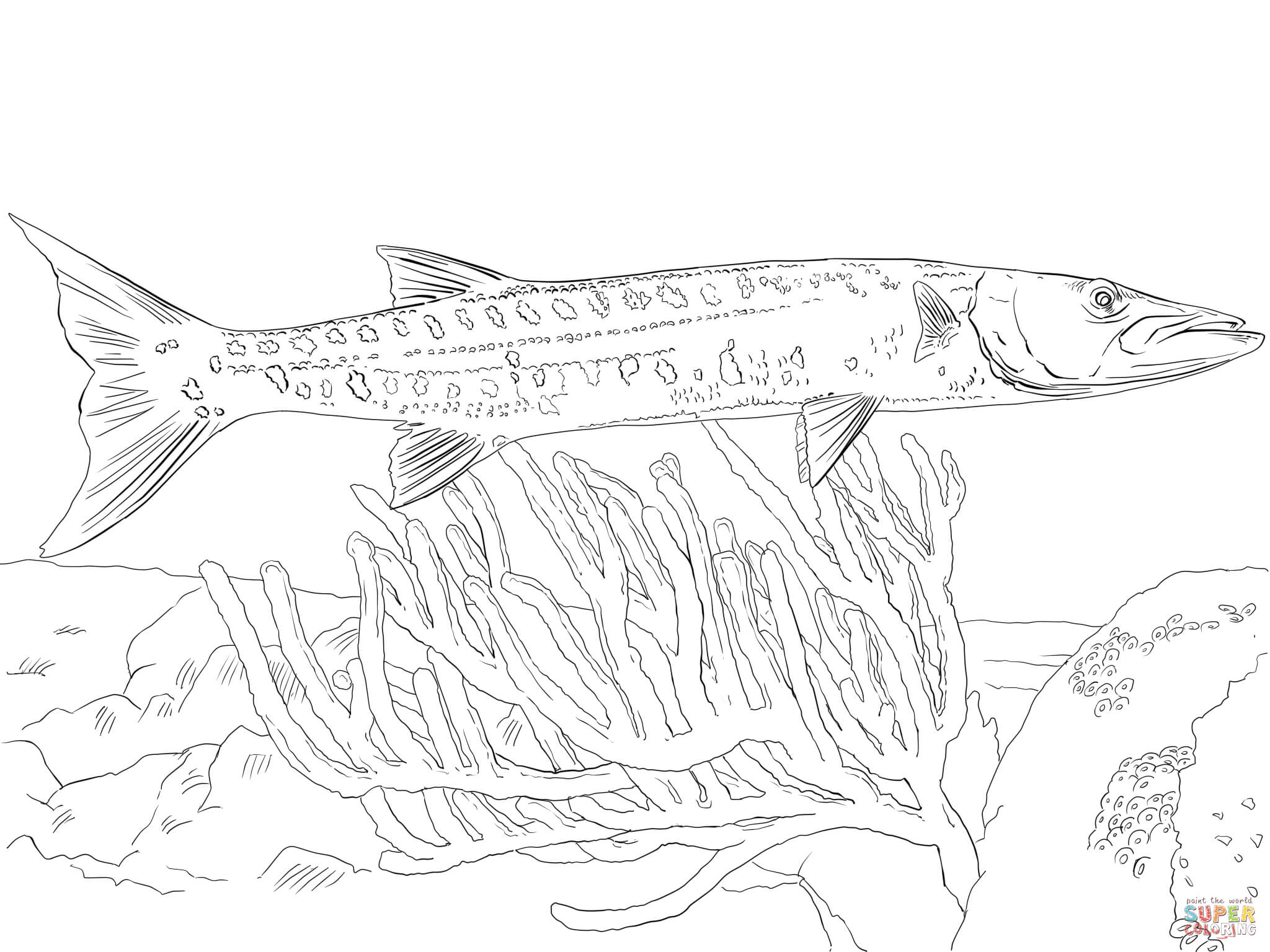 Great barracuda coloring page free printable coloring pages