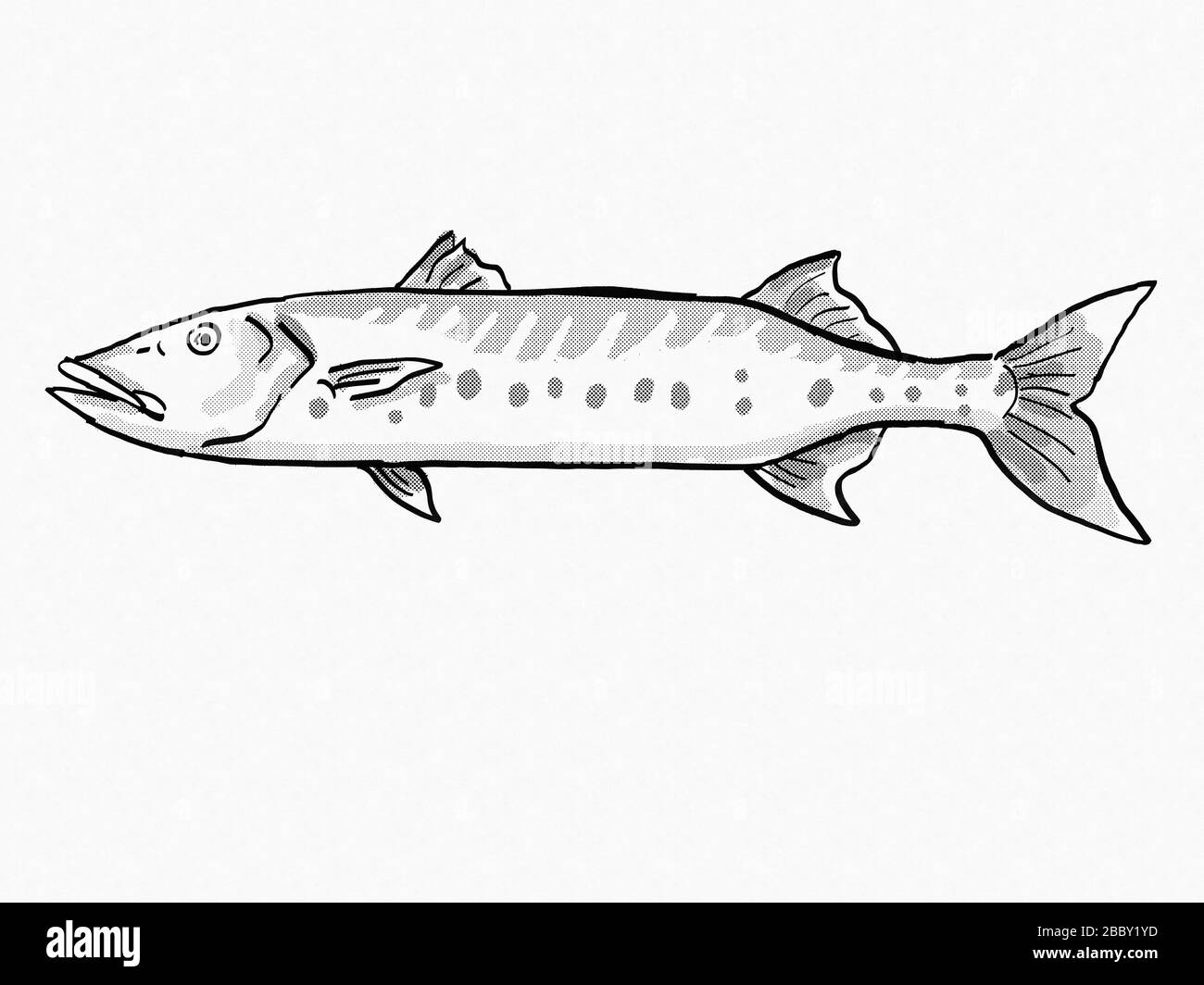 Barracuda fish black and white stock photos images