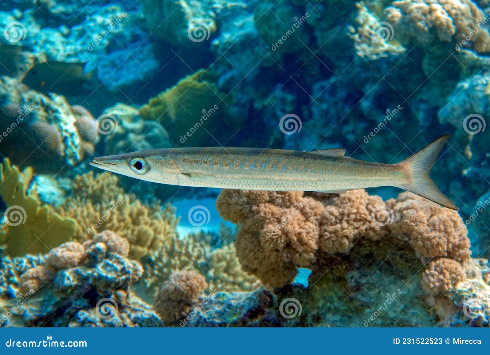 Yellowtail barracuda stock photos