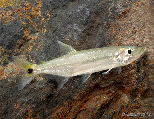 Yellow tail barracuda acestrorhynchus falcatus â predatory fins