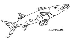 Barracuda fish coloring pages eas fish coloring page coloring pages barracuda