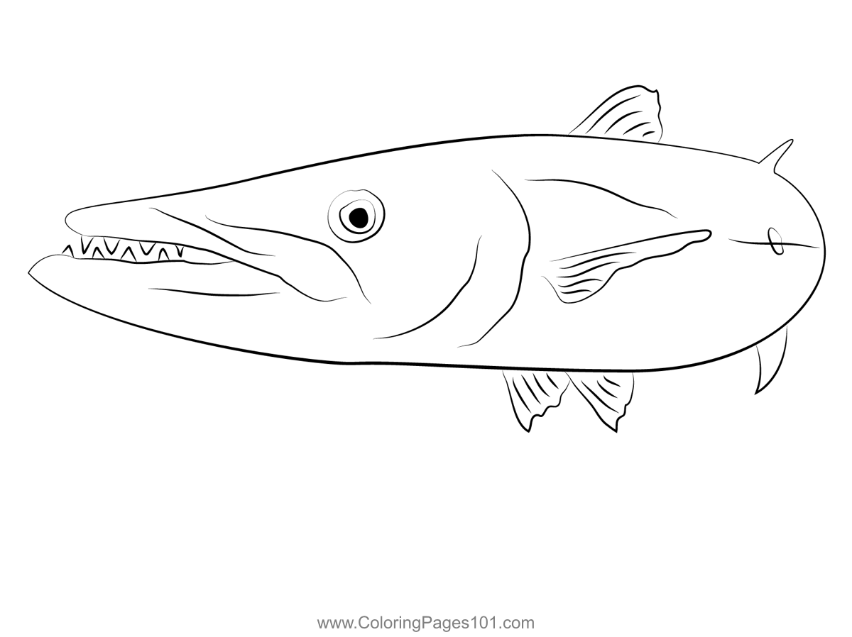 Barracuda small coloring page for kids