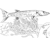 Barracudas coloring pages free coloring pages