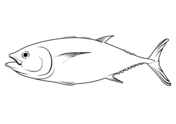 Barracudas coloring pages free coloring pages