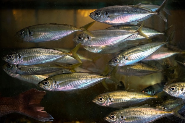 Page barracuda fishing images