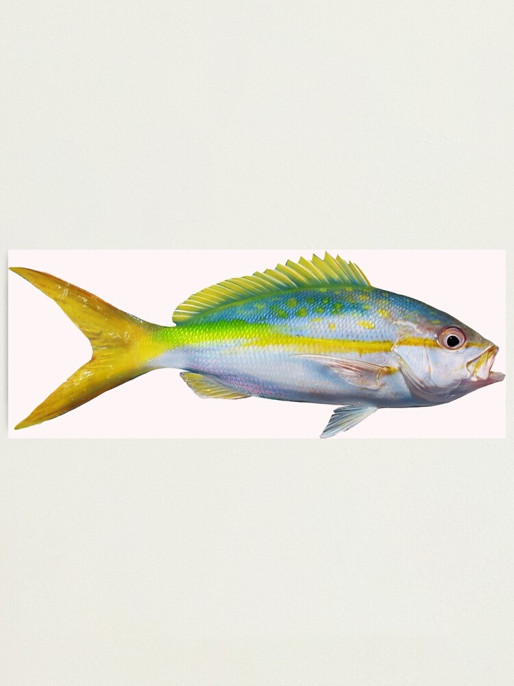 Yellowtail snapper photographic print for sale by william lee