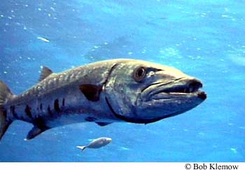 Sphyraena barracuda â discover fishes