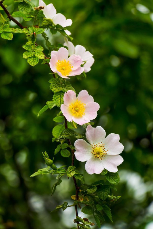 Why do the roses of york and lancaster look nothing like roses roses have significantly more than petals and the petals are far more dense were roses selectively bred to look