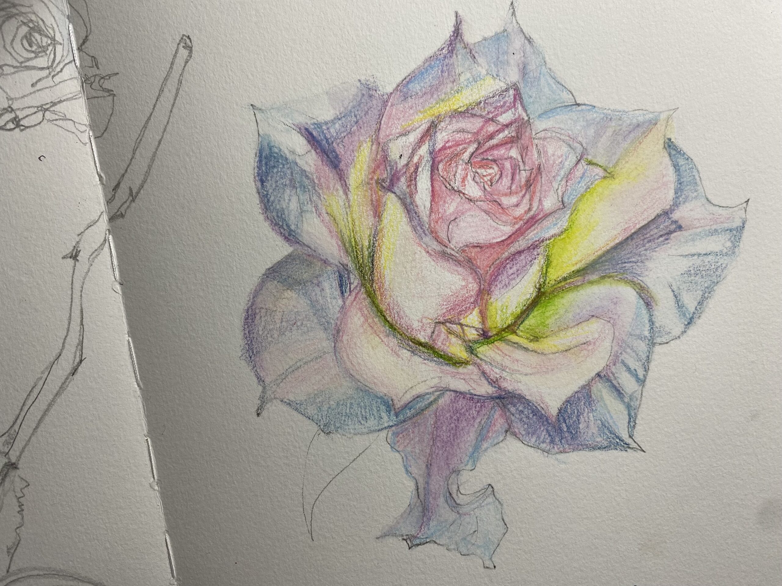 How to draw a rose in steps