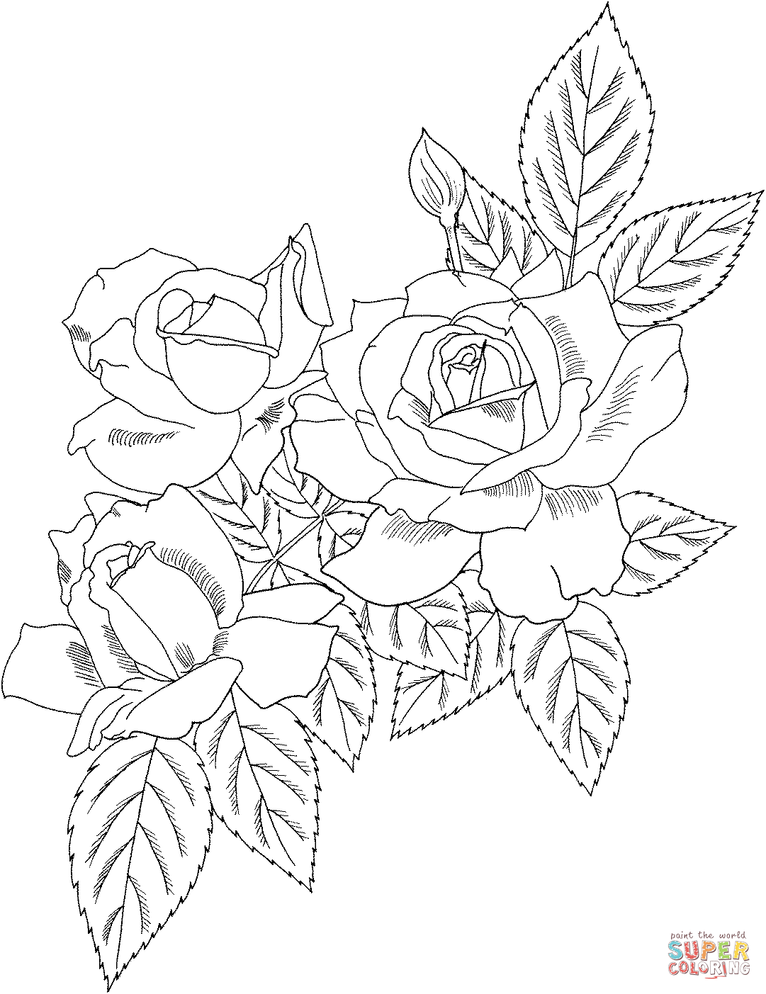 Lancasters and yorks rose coloring page