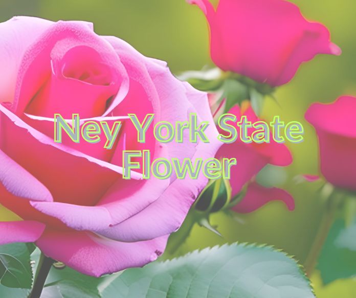 New york state flower the rose ny flower meaning james cress florist