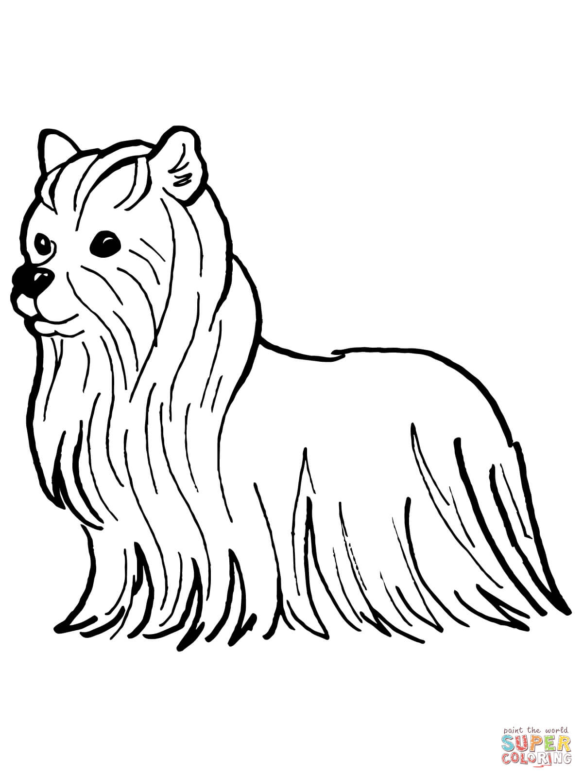 Yorkshire terrier coloring page free printable coloring pages