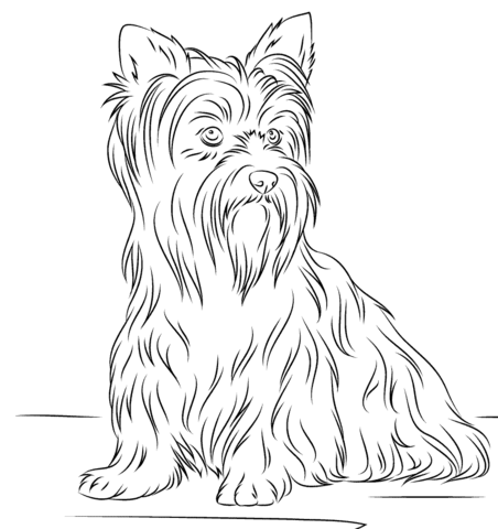 Yorkshire terrier coloring page free printable coloring pages