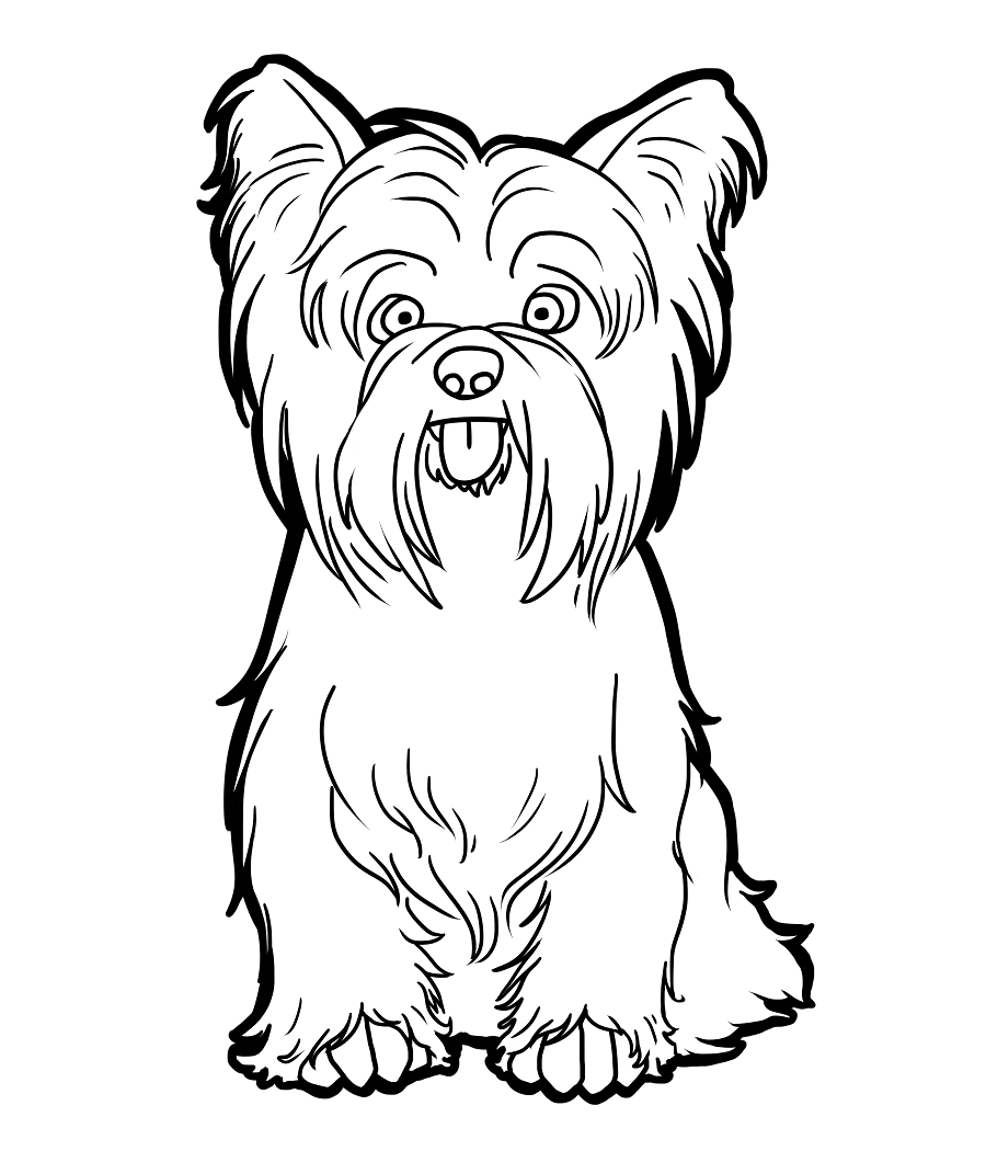 Yorkshire terrier dog coloring page puppy coloring pages dog drawing