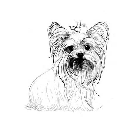 Teacup yorkie coloring pages coloring pages dog breeds pictures yorkshire terrier teacup yorkie
