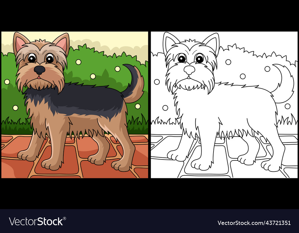 Yorkshire terrier dog coloring page royalty free vector