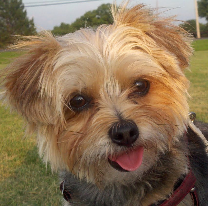 Meet cujo sweetest yorkie poo ever yorkie poo cute dog wallpaper yorkie poo puppies