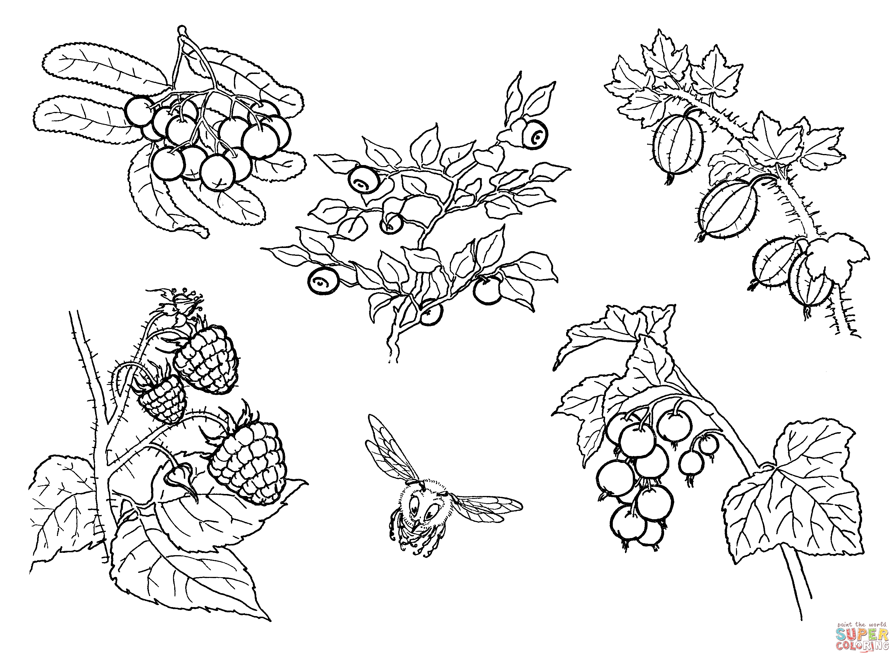 Berries coloring page free printable coloring pages