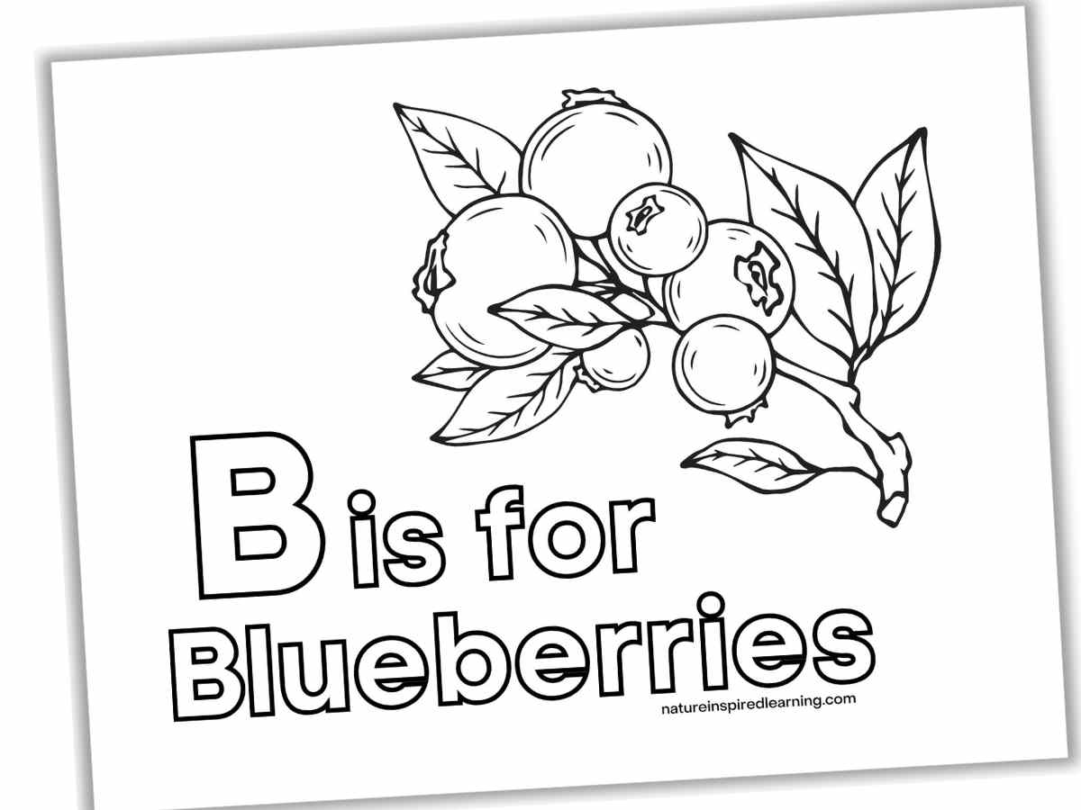 Blueberry coloring pages