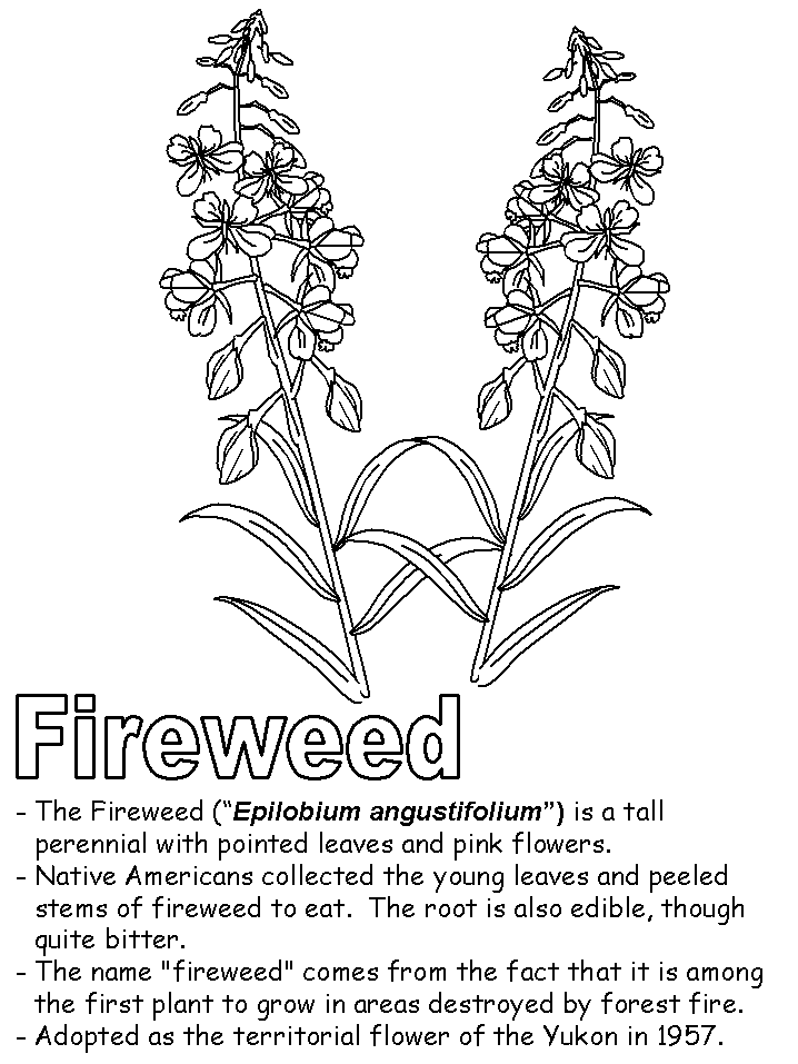 Fireweed coloring page