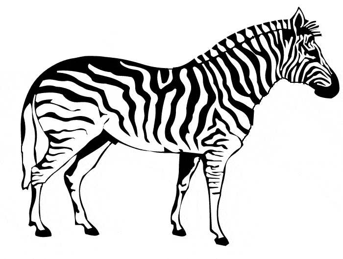 Zebra coloring page