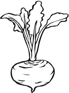 Saturday night turnip vegetable coloring pages fruit coloring pages coloring pages