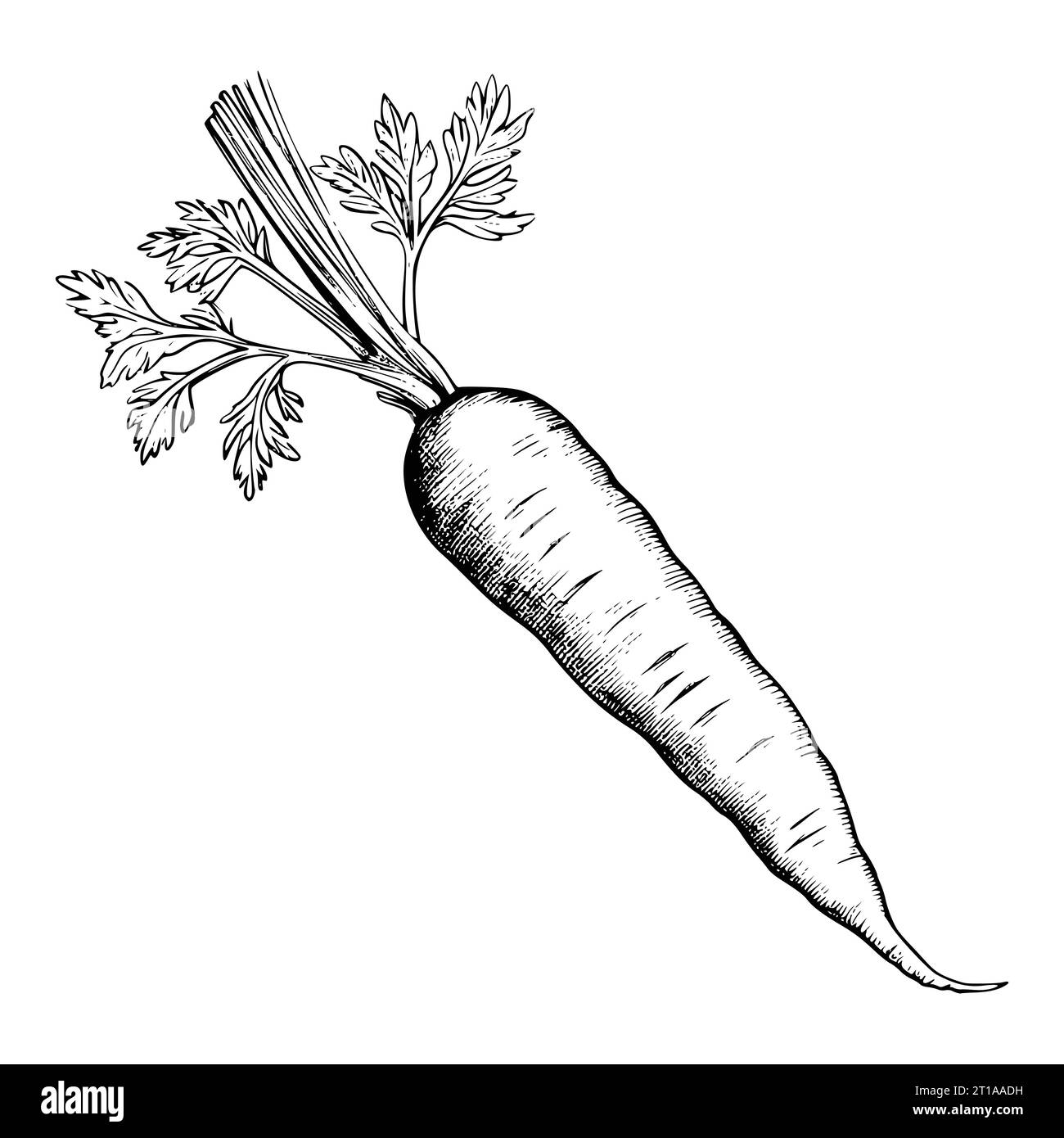 Carrot coloring pages printable black and white stock photos images