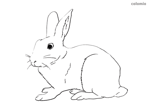 Rabbits coloring pages free printable rabbit coloring sheets