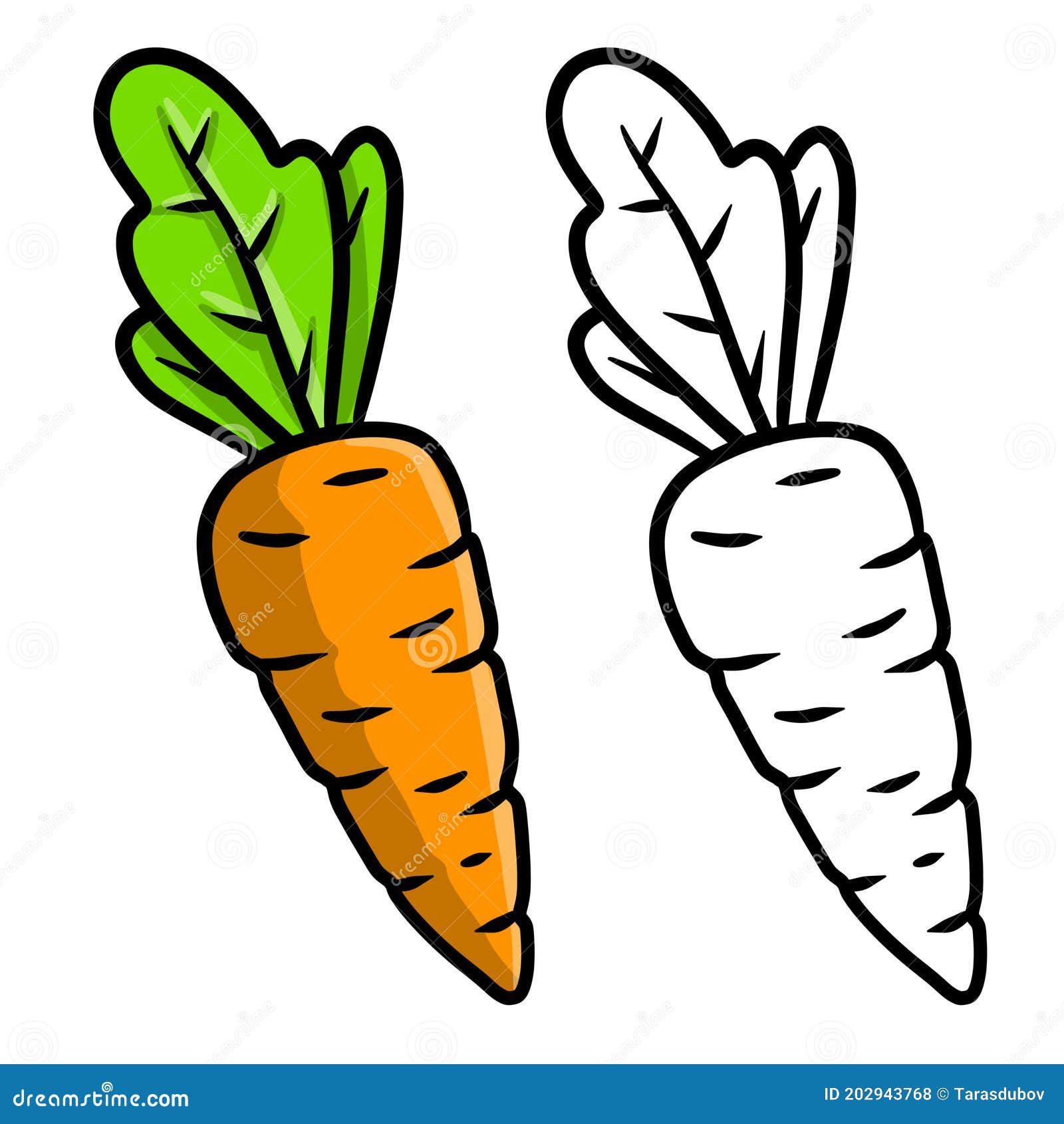 Carrot set of vegetables stock vector illustration of healthy