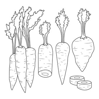 Carrots drawing images